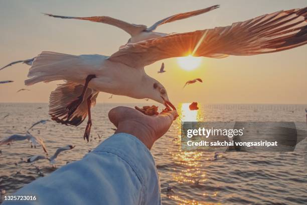 close-up of seagulls eating food from hand during sunset - seagull food stock pictures, royalty-free photos & images