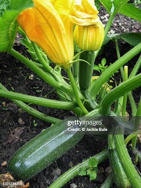 homegrown courgettes in flower - courgettes stock-fotos und bilder