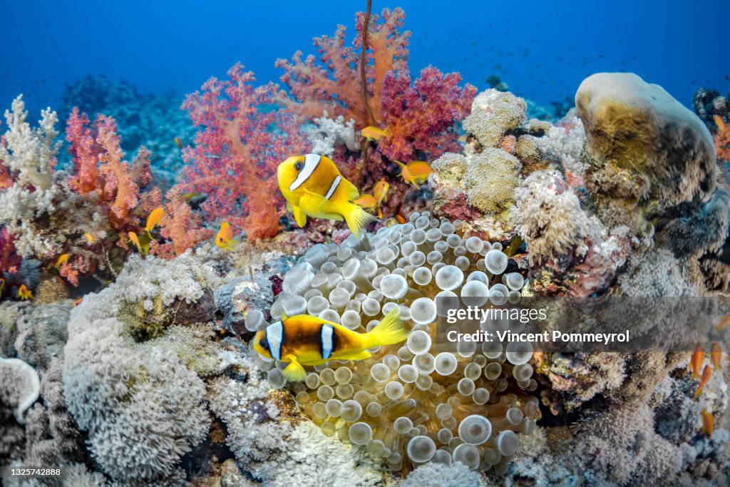 Sea Anemone and Clown Fish