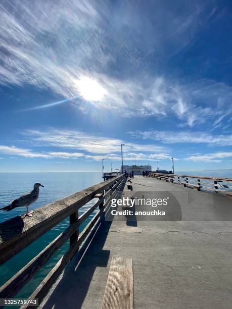 seagull am balboa pier, ruby's diner am ende des piers, newport beach, usa - newport beach california stock-fotos und bilder