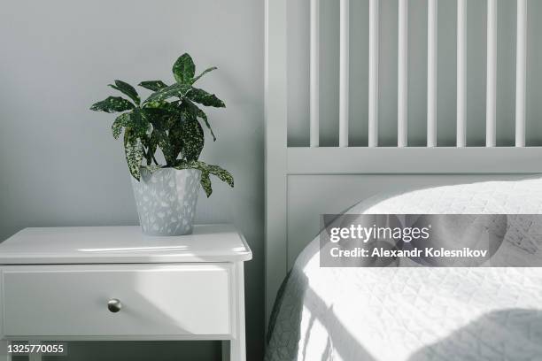 home plant aucuba in pot - night table stock pictures, royalty-free photos & images