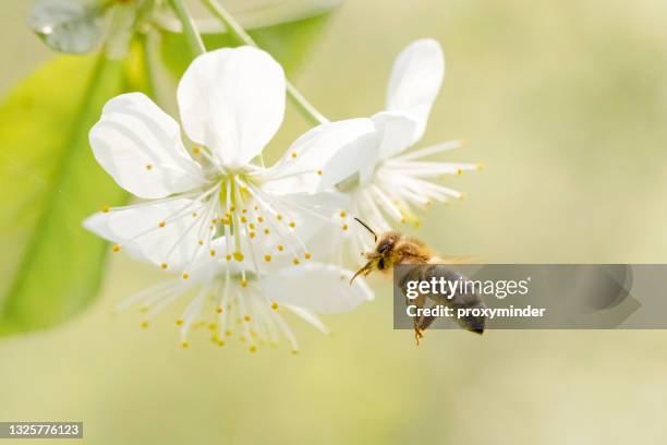 abeja de miel volando a la flor de cerezo - polinización fotografías e imágenes de stock