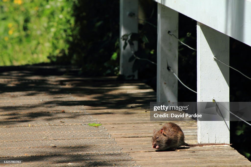 Brown Rat foraging on a footbridge