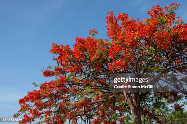 delonix regia (commonly known as a flame tree, flamboyant tree, flame of the forest, royal poinciana) in bloom against a blue sky - flamboyant tree fotografías e imágenes de stock