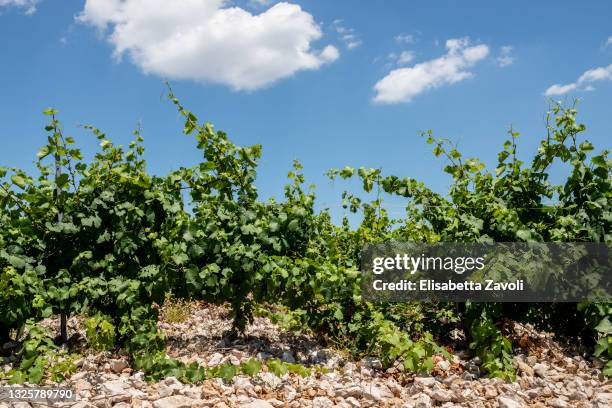 Local vineyard grows a specific vine named Plavast Mali adapted to drought and stoney soil on June 27, 2021 in Bol, Croatia. Brac wine is one of the...