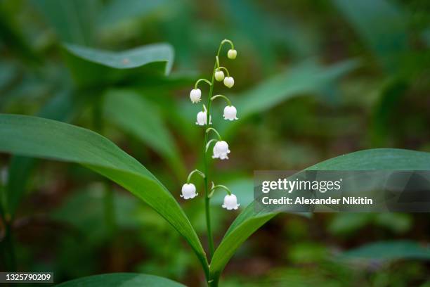 lily of the valley - lily of the valley stock pictures, royalty-free photos & images
