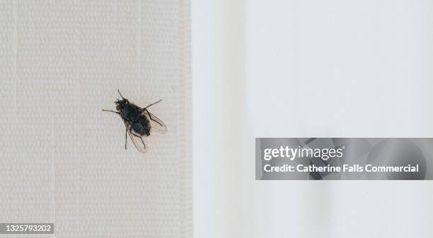 fly on a blind - house fly stock pictures, royalty-free photos & images