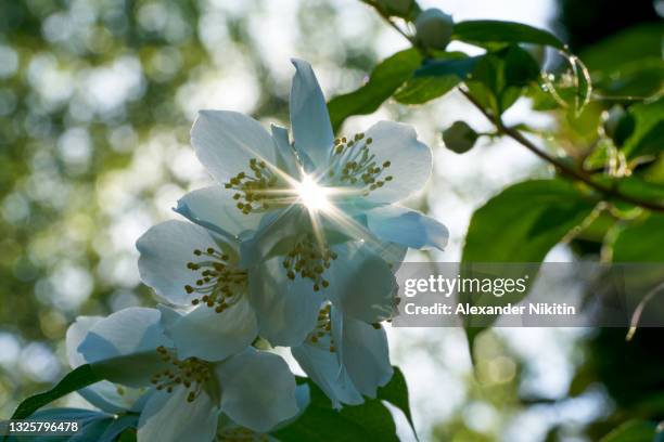jasmine flowers in the rays of the setting sun - jasmine stock pictures, royalty-free photos & images