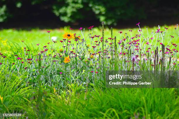 pollinator garden - wildflower stock pictures, royalty-free photos & images