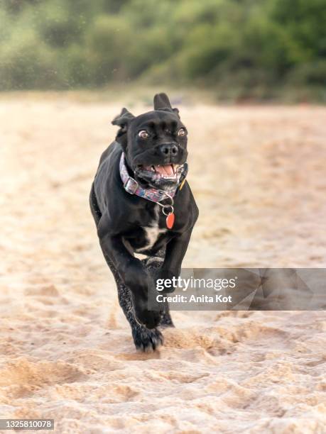 running cane corso puppy - cane corso stock pictures, royalty-free photos & images