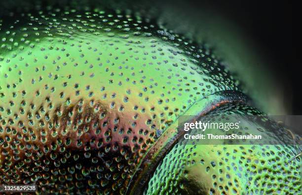 exoskeleton of a japanese beetle - animal exoskeleton stock pictures, royalty-free photos & images