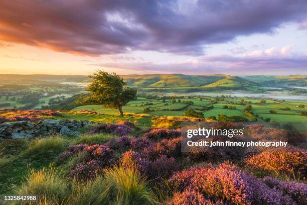 the stunning purple landscape of the derbyshire peak district at sunrise - vallée photos et images de collection