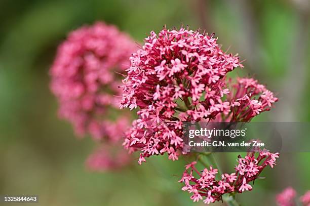 Centrancus Ruber 218 Centranthus Ruber Stock Photos, High-Res Pictures, and Images ...