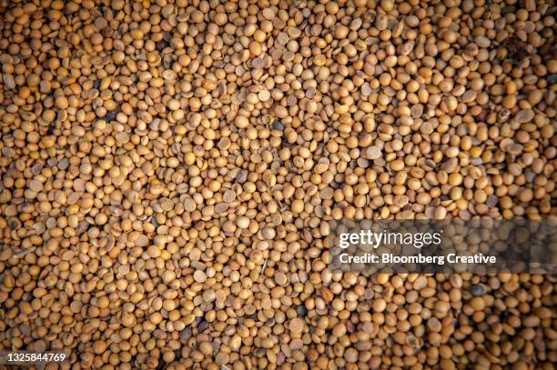 soybeans processing - soybean stock-fotos und bilder