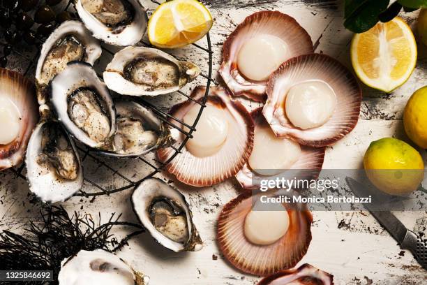 fresh raw oysters and scallops on wooden board with lemons - conchiglia di san giacomo foto e immagini stock