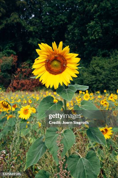 eine sonnenblume im feld - agrarbetrieb stock pictures, royalty-free photos & images