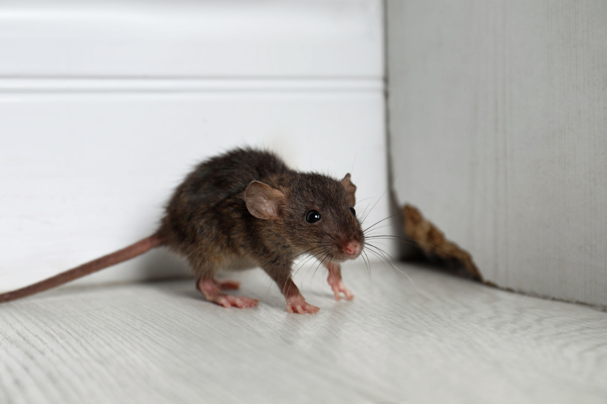 rat control