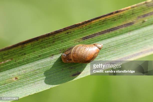 an amber snail, succinea putris, resting on a reed at the edge of of a pond. - pond snail stock pictures, royalty-free photos & images