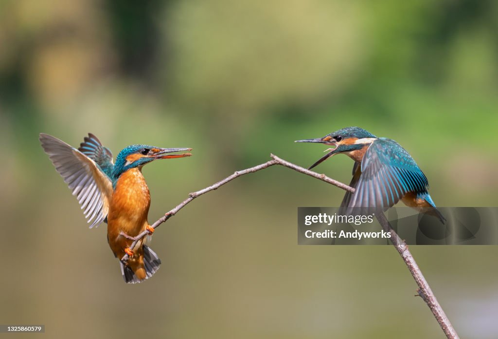 Two common kingfishers