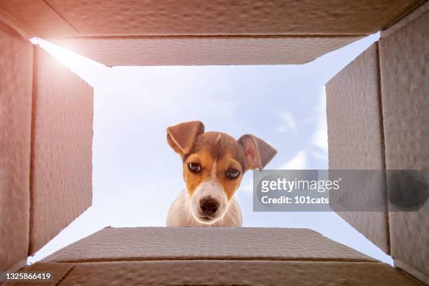 curious jack russel terrier dog is looking at what's inside the cardboard box - funny animals stock pictures, royalty-free photos & images