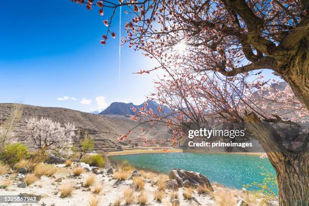 Pakistan Spring 6,407 Spring Pakistan Stock Photos, High-Res Pictures, and Images ...