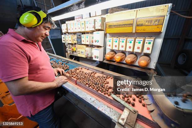 Enrique Parades, a macadamia farmer, checks nuts in his de-husking shed at Bunyabah farm on June 28, 2021 in Wollongbar, Australia. Approximately...