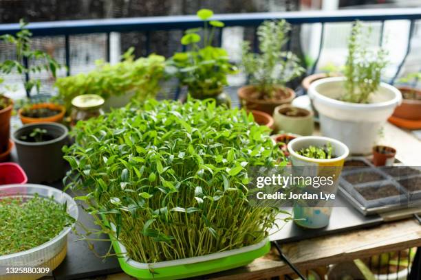 herbs and vegetables cultivated on balcony garden - balcony vegetables stock pictures, royalty-free photos & images