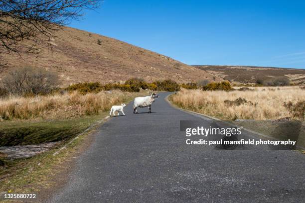 sheep crossing road in dartmoor national park - crossing road stock pictures, royalty-free photos & images