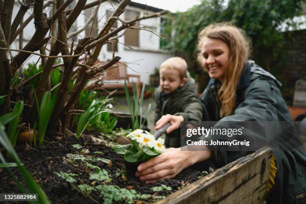 hijo pequeño viendo a la madre plantar onagra en el jardín del patio trasero - primula fotografías e imágenes de stock