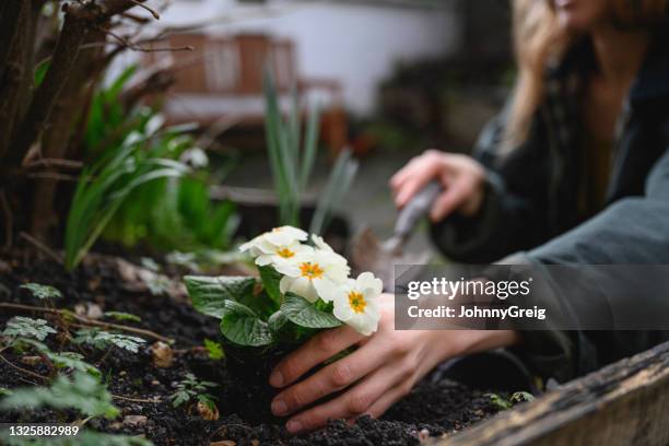 portrait of primrose being planted in residential flowerbed - primrose stock pictures, royalty-free photos & images