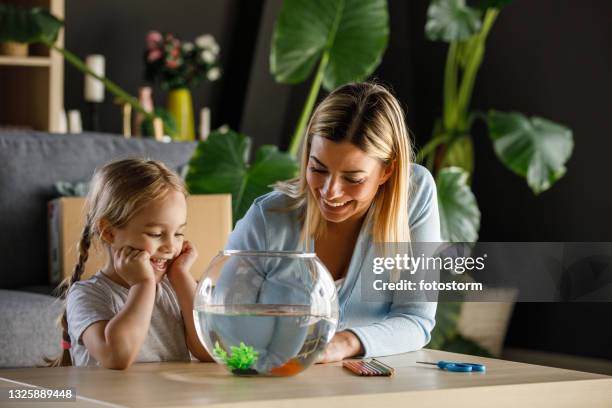 enjoying watching their new pet - home aquarium stock pictures, royalty-free photos & images