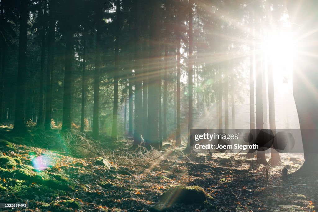 Sonnenaufgang im Wald