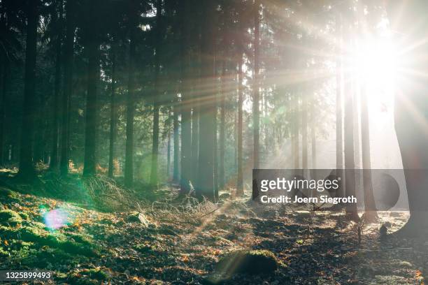 sonnenaufgang im wald - lower saxony stock pictures, royalty-free photos & images