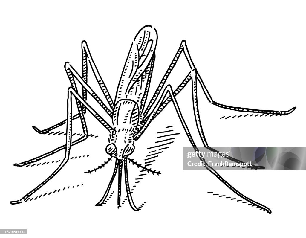 Biting Midge Insect Disease Vector Drawing
