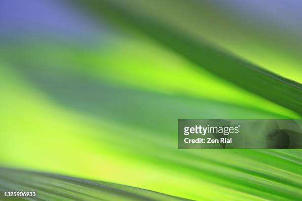 tropical leaf close-up with back lighting and soft focus on details - foliate pattern fotografías e imágenes de stock