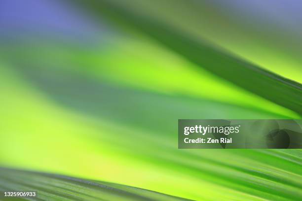 tropical leaf close-up with back lighting and soft focus on details - energy abstract green background stock pictures, royalty-free photos & images