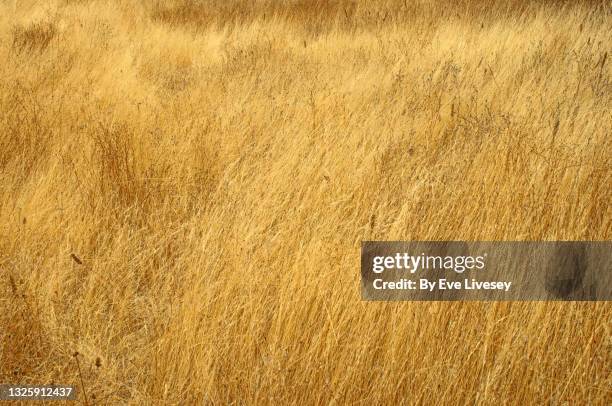 yellow grass background - tall high stock pictures, royalty-free photos & images