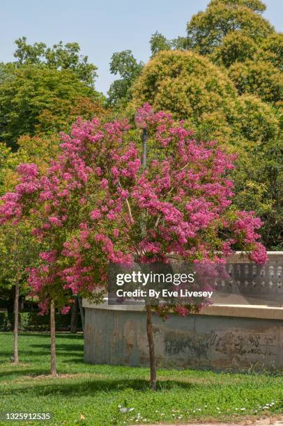 tibouchina tree - crape myrtle stock-fotos und bilder