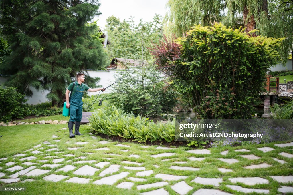 Gardener working in landscaped yard, spaying plants with protective detergent.