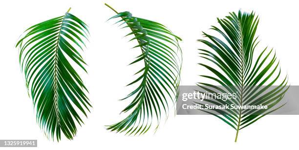 palm leaves the green leaves of palm trees rests on white background. - palm foto e immagini stock