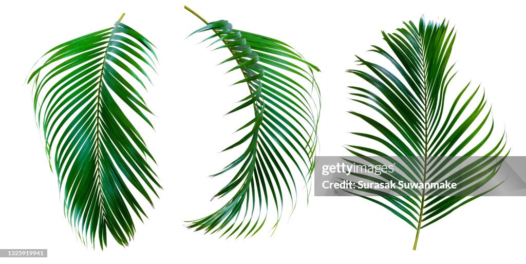 Palm leaves The green leaves of palm trees rests on white background.