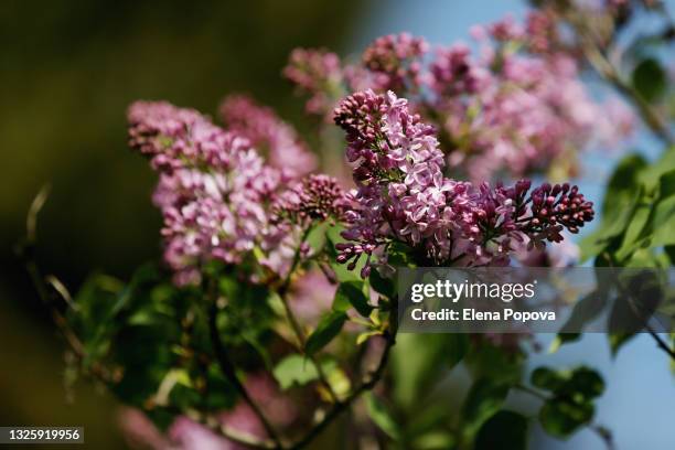 purple lilac flowers background - new pink background stock pictures, royalty-free photos & images