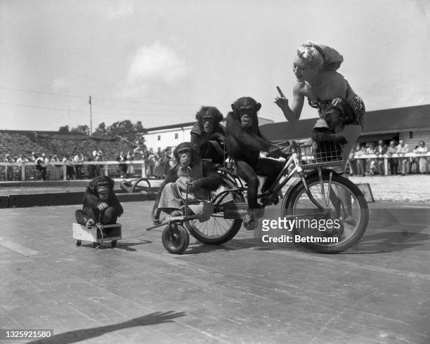 The bike-riding chimps must be kept on the beam by daily workouts during the winter training. Here Beatrice Dante works out with Eldridge's Peerless...