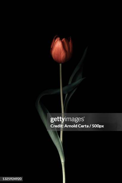 close-up of flower against black background,manchester,united kingdom,uk - manchester united vs manchester city stock pictures, royalty-free photos & images