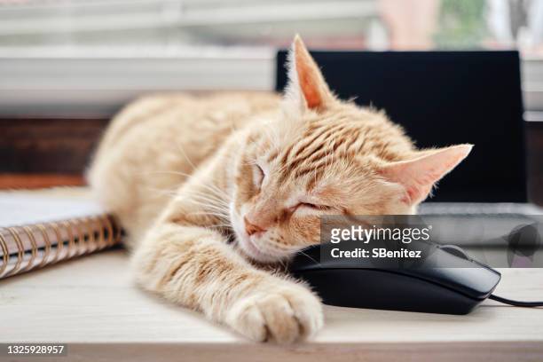 a cat is lying next to a laptop - cute mouse 個照片及圖片檔