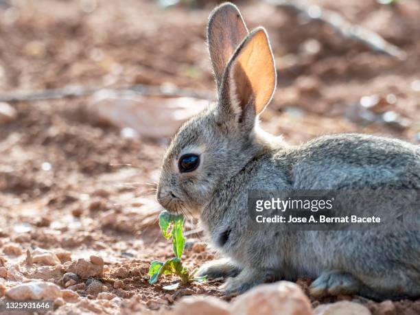 portrait of a small young rabbit in the field eating grass, (species oryctolagus cuniculus). - rabbit burrow stock pictures, royalty-free photos & images