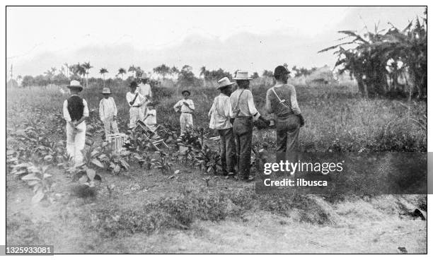 ilustraciones, imágenes clip art, dibujos animados e iconos de stock de fotografía antigua en blanco y negro: plantación de tabaco, pinar del río, cuba - pinar del rio