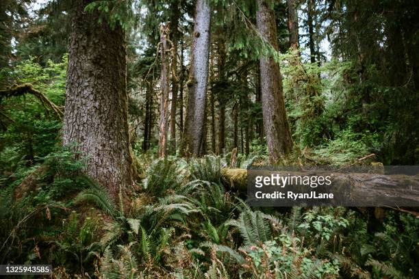 árboles cubiertos de musgo y bosque de crecimiento antiguo - bosque primario fotografías e imágenes de stock