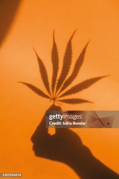 top view of shadow of cannabis marijuana leaf - marijana stock pictures, royalty-free photos & images