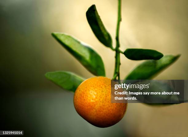 a single orange hangs from its tree. - mandarijn stockfoto's en -beelden